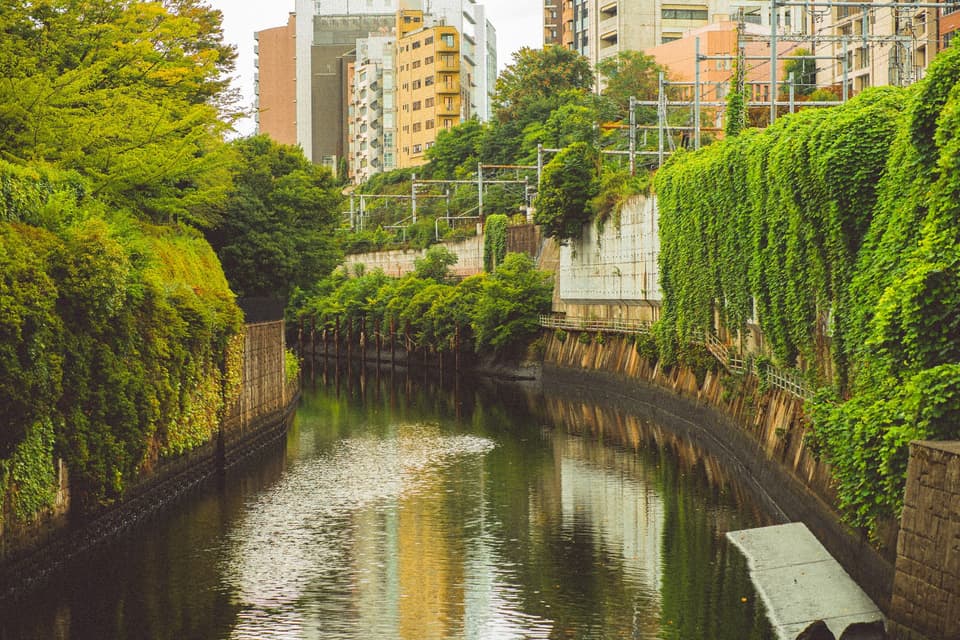 Lush foliage and urban buildings reflect in a tranquil canal in Tokyo, Japan.