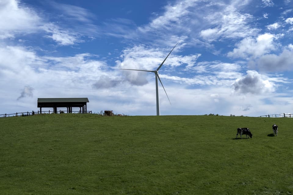 Serene landscape of a wind turbine beside grazing cows under a blue sky in Gangneung, South Korea.
