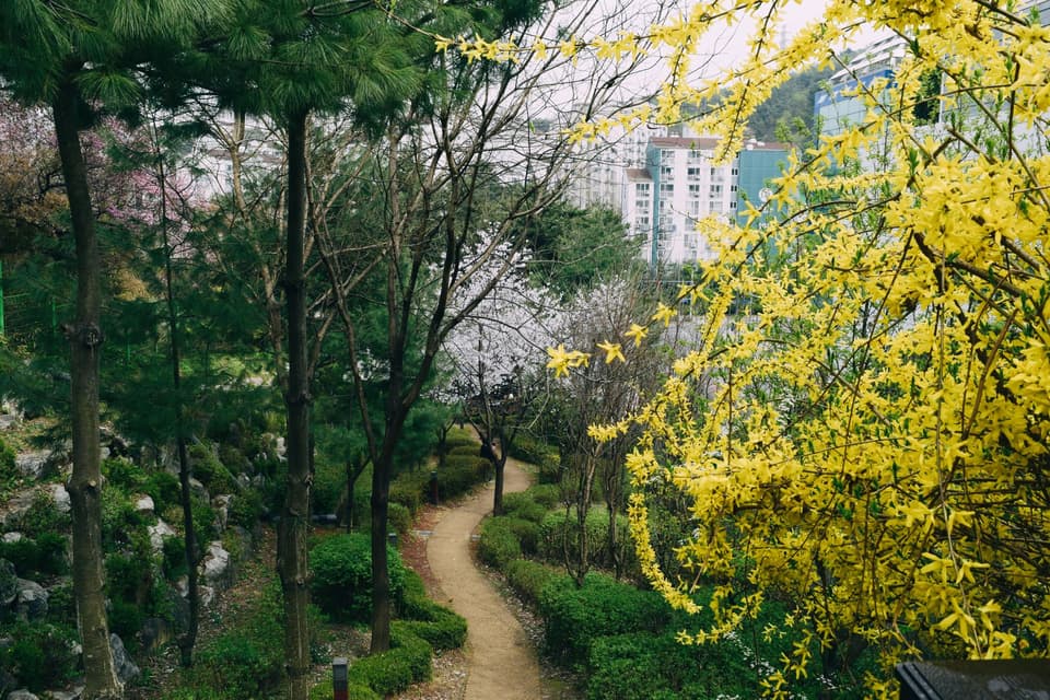 Spring blossoms and paved pathway in a serene Seoul park setting.