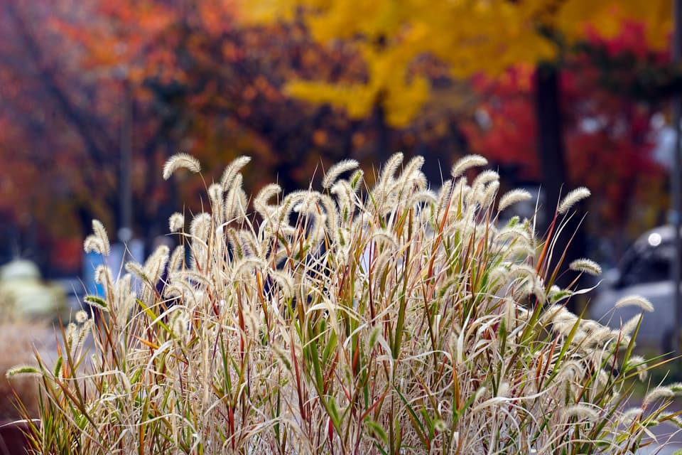 Ornamental grasses with vibrant autumn foliage in a serene urban park setting.
