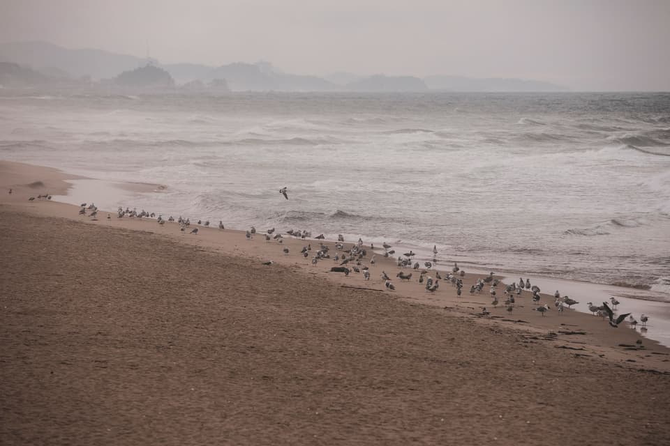 Flock of seagulls on a sandy beach with ocean waves at Gangneung, South Korea.