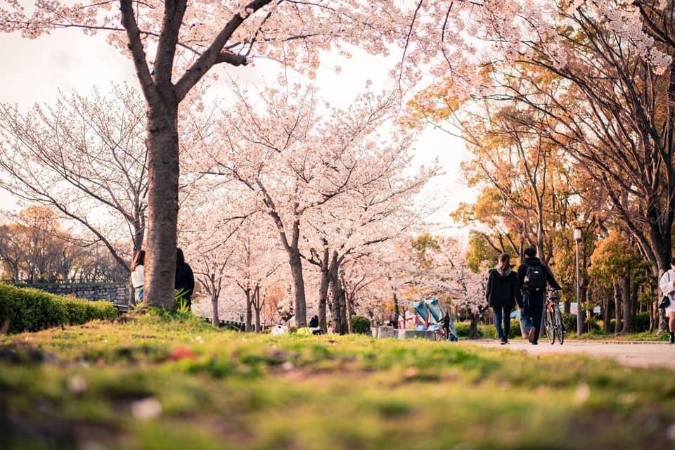Enchanting cherry blossoms line a peaceful park in Osaka, Japan, as people enjoy a springtime stroll.