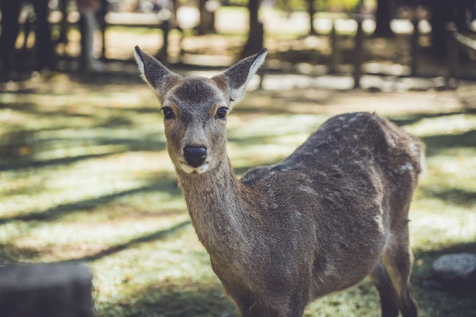 Close-up of a sika deer in Nara Park, Japan, during the day.