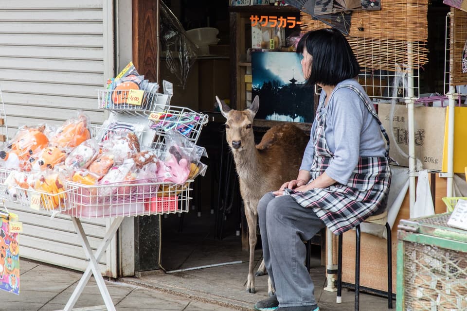 A deer and shopkeeper share a moment in a Nara, Japan souvenir shop. Unique cultural scene.