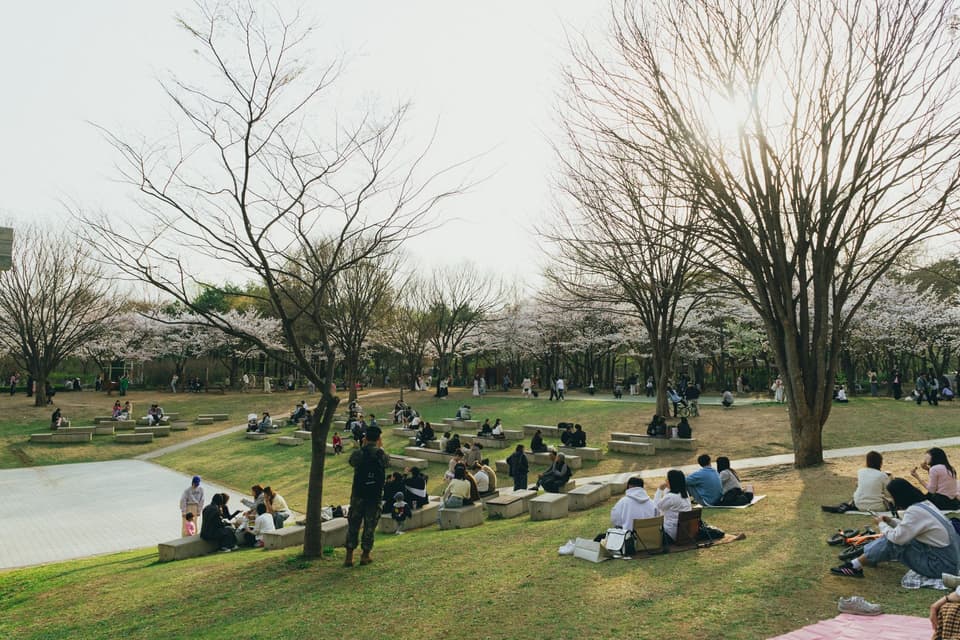Enjoy a sunny spring day in a Seoul park, surrounded by cherry blossoms.