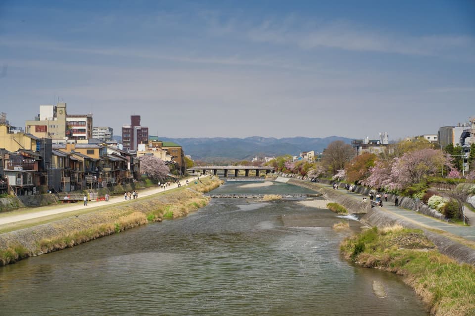 Explore the tranquil Kamo River in Kyoto, Japan with cherry blossoms and cityscape views.