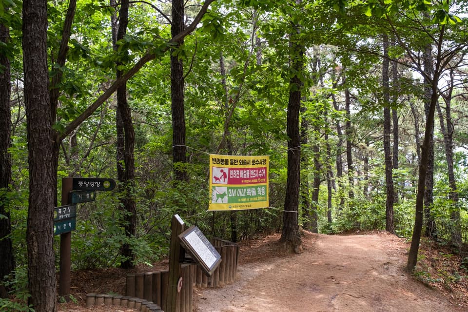 Lush green forest trail with signs indicating paths and guidance through nature.