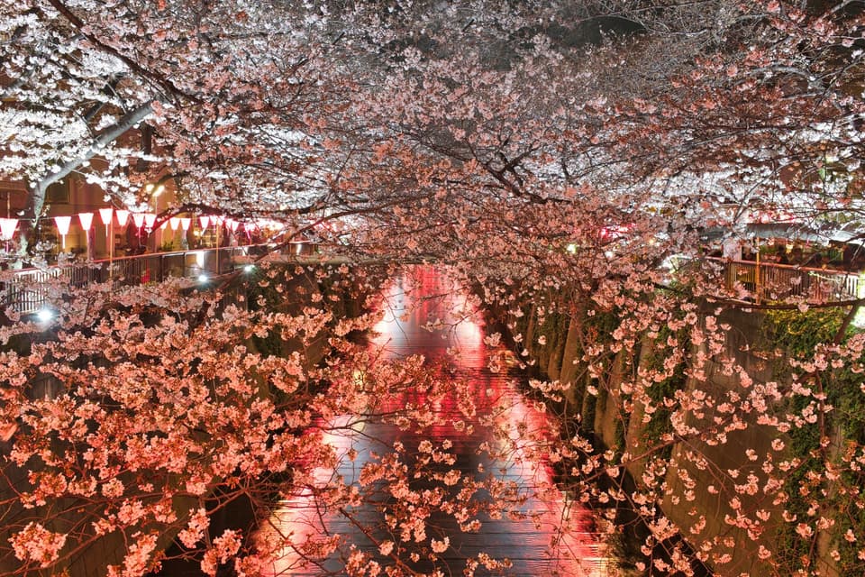 Beautiful cherry blossoms glowing under lights at night along a canal in Tokyo, Japan.