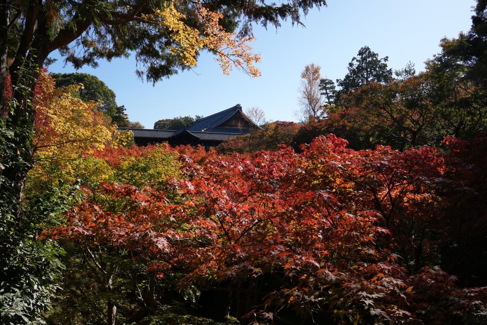 Stunning autumn foliage at Tōfuku-ji Temple in Kyoto, Japan, showcasing vibrant red and orange leaves.