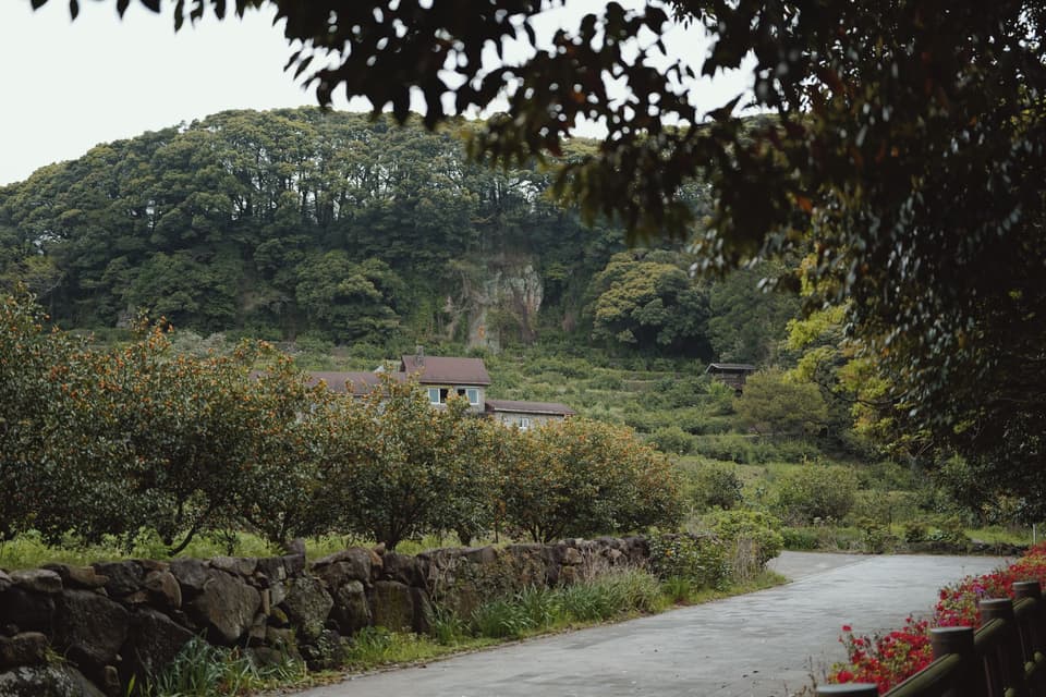 Peaceful rural path lined with citrus trees and lush greenery on Jeju Island, South Korea.